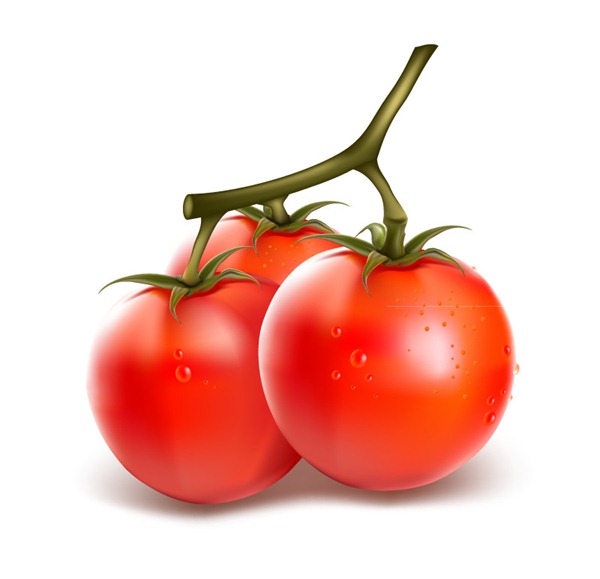 600x579 Fresh Tomato Vector Material My Free Photoshop World