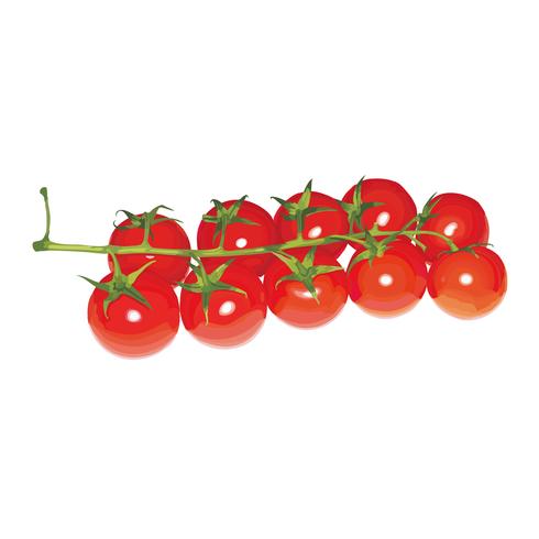 490x490 Cherry Tomato Vector Design Illustration Template