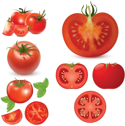 520x526 Tomatoes Vector Free Vector In Encapsulated Postscript