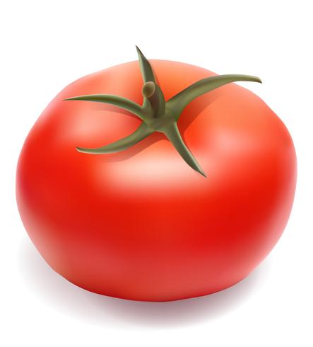 443x490 Tomato Vector Illustration