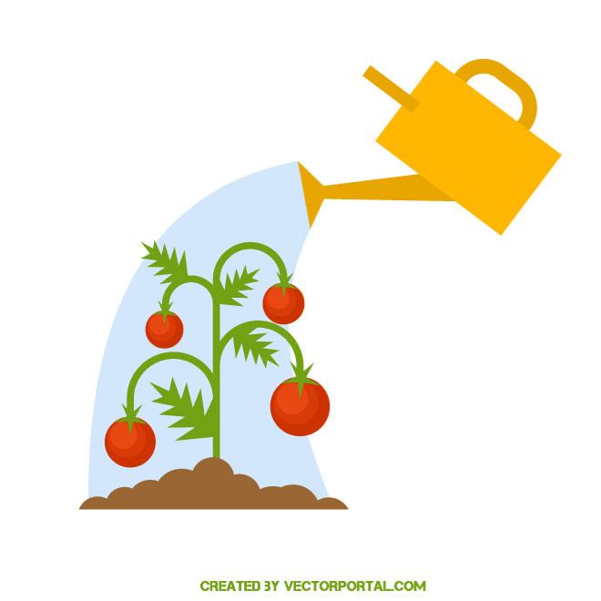 660x660 Growing Tomatoes Vector Image