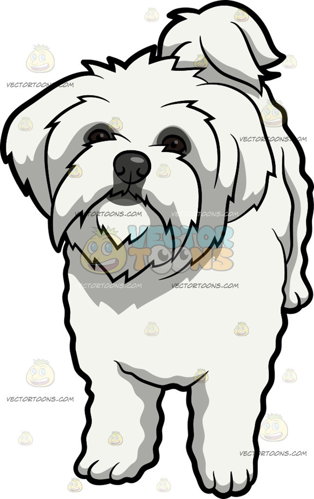 An Intrigued Maltese Dog 645x1024 An Intrigued Maltese Dog