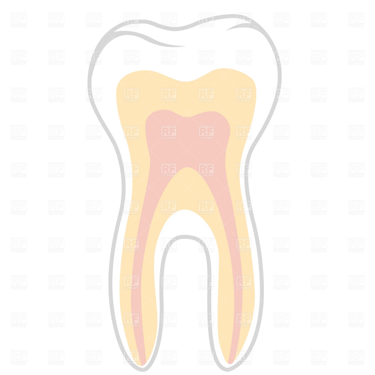 1200x1200 Molar Tooth Section Vector Image Of Healthcare, Medical Prague