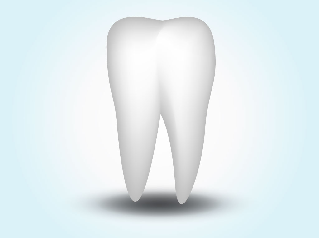 1024x765 Vector Tooth Vector Art Graphics
