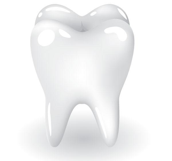 600x560 Free Tooth Vector Illustration