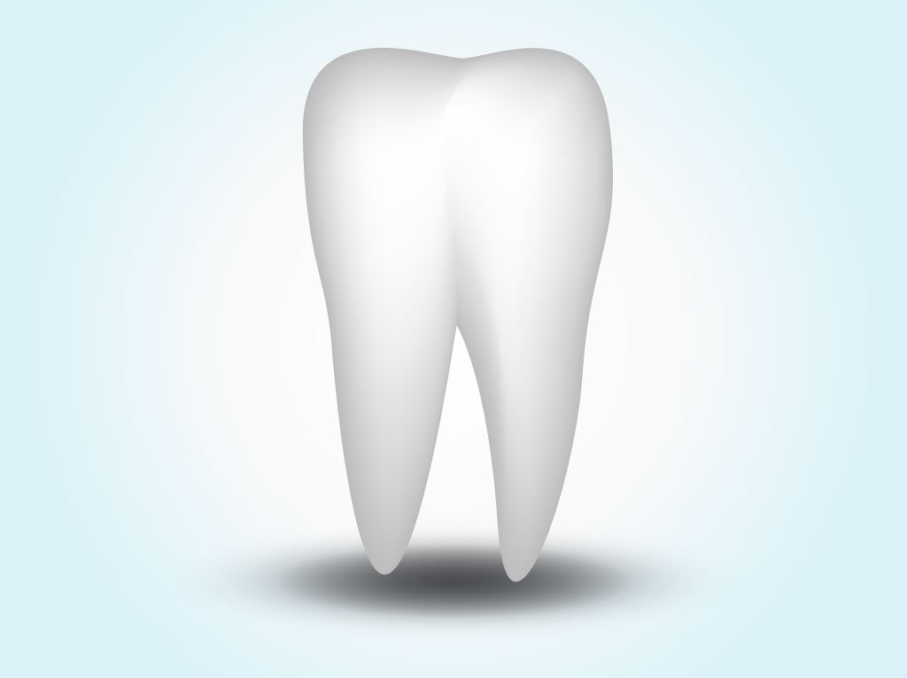 1024x765 Vector Tooth Vector Art Graphics
