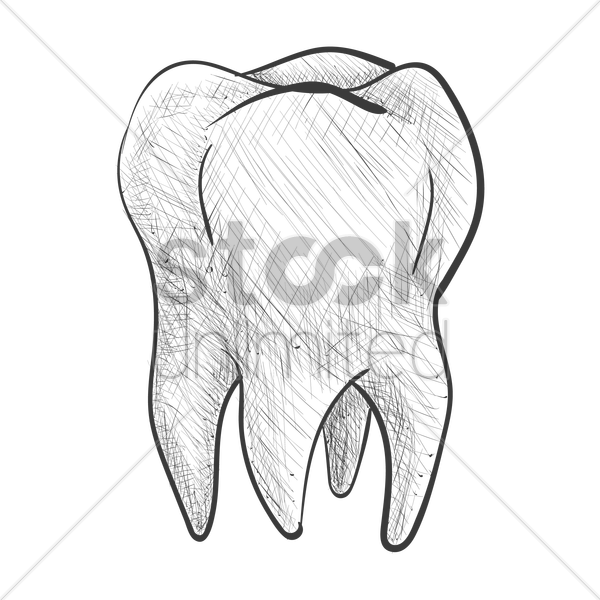 600x600 Tooth Vector Image