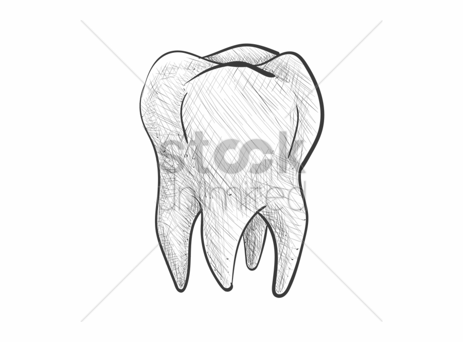 920x680 Tooth Vector Image