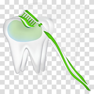 300x300 Tooth Vector Transparent Background Png Cliparts Free Download