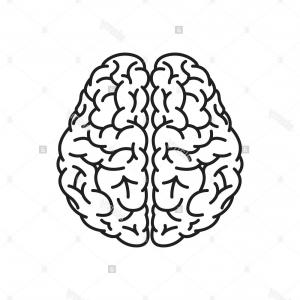 300x300 Human Cerebrum Top View Hand Draw Engraving Vector Hoodamathrun