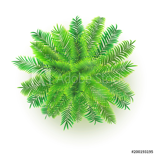 Green Palm Tree, Vector Illustration Isolated On White 500x500 Green Palm Tree, Vector Illustration Isolated On White