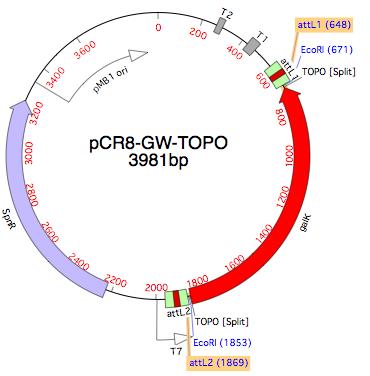370x376 Gateway And Topo Cloning Simulation