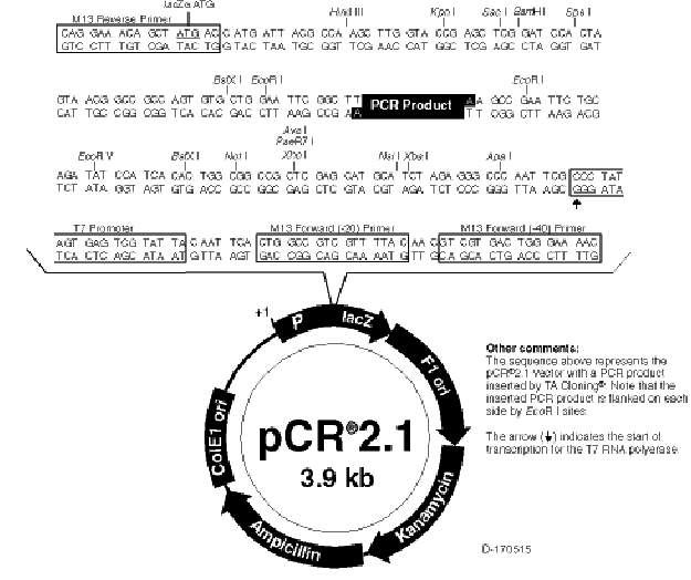 625x524 Map Of Pcr Topo Vector Kb Lacz Gene, Restriction