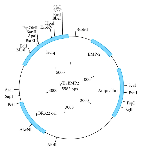 600x642 Schematic Layout Of The Ptrchis Topo Ta Expression Vector