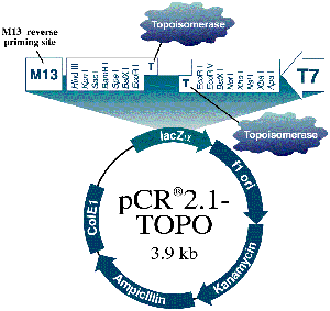300x283 Subcloning Pcr Products The Topo Way The Scientist