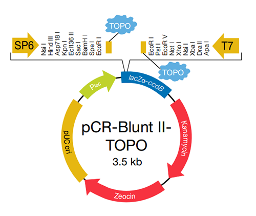 500x421 Topo Blunt End For Subcloning Thermo Fisher Scientific