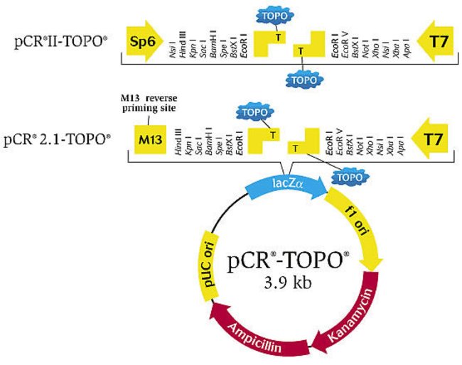 650x514 Topo Ta Cloning Kit, With Topo, One Shot Chemically