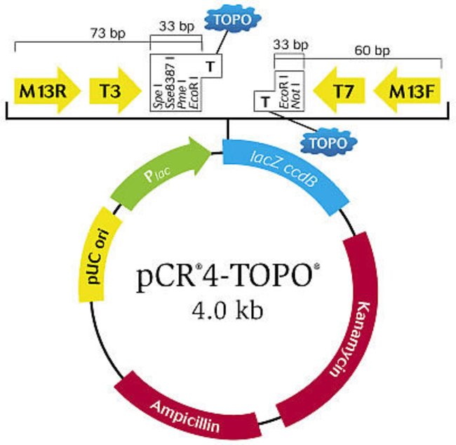 650x634 Topo Ta Cloning Kit For Sequencing, With Topo Vector, One