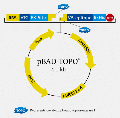500x495 The Map Of Pbad Topo Vector And The Sequence Surrounding