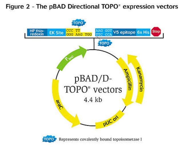 650x519 Directional Topo Expression Kit