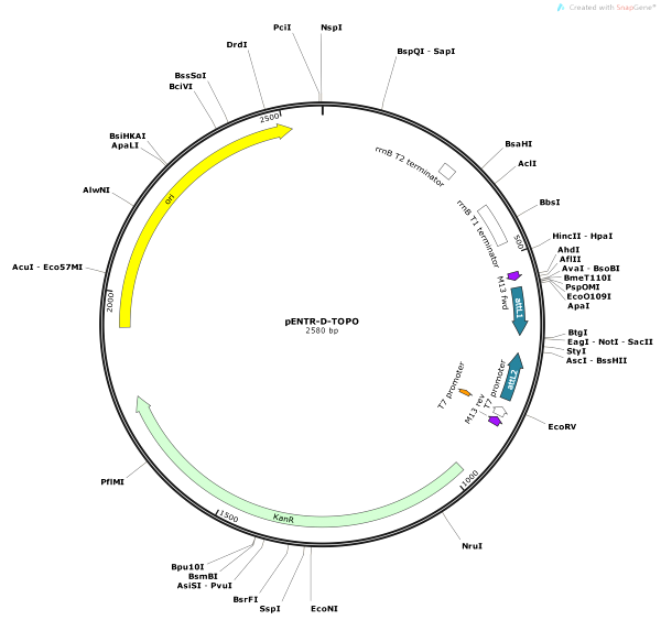 600x563 Vector Backbone Pentr D Topo