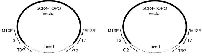 685x192 An Enhanced Method For Sequence Walking And Paralog Mining Topo