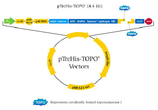 543x380 Boston Universitytopo Cloning