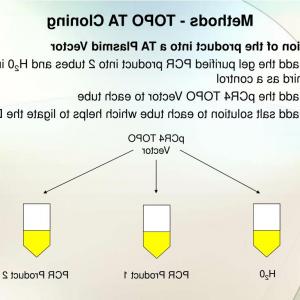 300x300 Map Of New Plasmid Pme Consisting Of Pcr Topo Vector And Sequences
