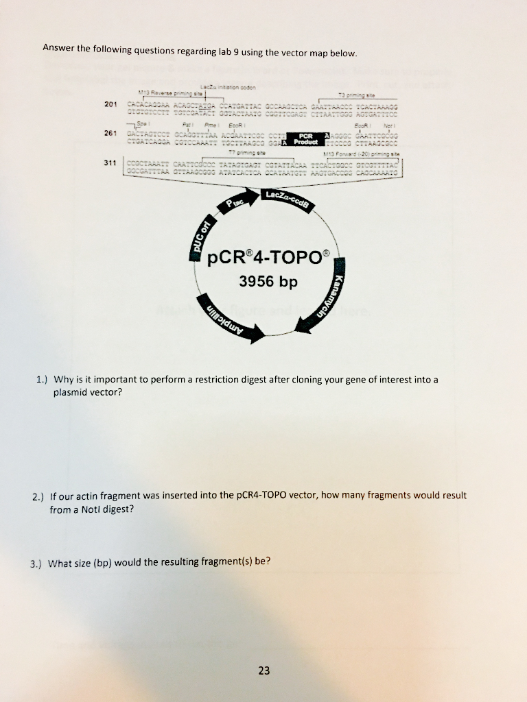 768x1024 Solved Answer The Following Questions Regarding Lab Usi