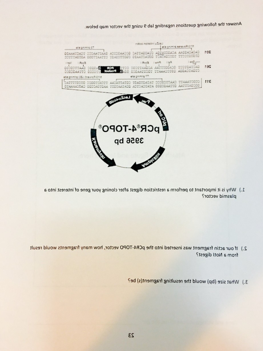 921x1228 Topo Cloning Vector Map Cultracing