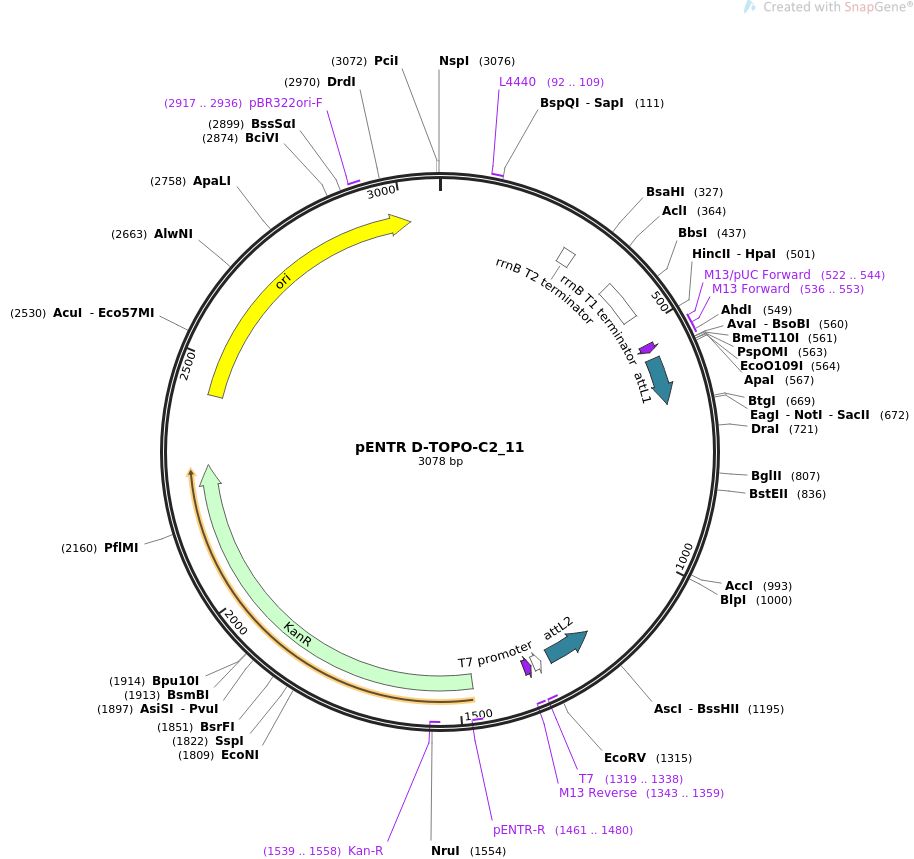 914x859 Addgene Pentr D Topo