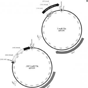 300x300 Comparing Cloning Efficiency Of Pgemt And Pgemt Easy Vectors