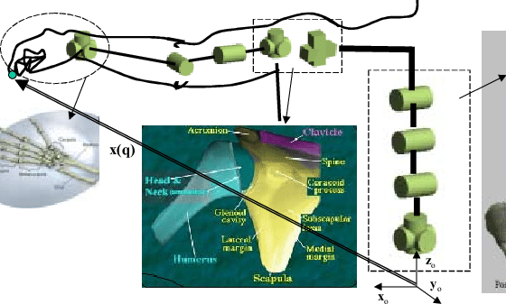 560x337 Modeling Of The Torso Shoulder Arm Movement The Position Vector