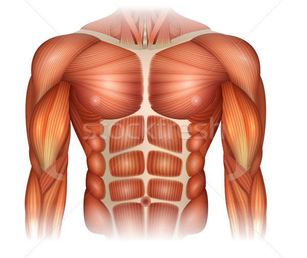 600x504 Muscles Of The Torso Vector Illustration Gunita Reine