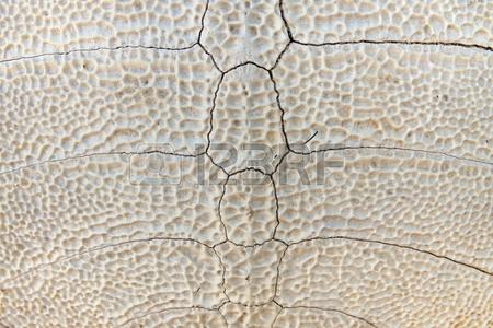 Tortoise Shell Pattern Turtle Drawing Vector Iphytech 450x300 Tortoise Shell Pattern Turtle Drawing Vector Iphytech
