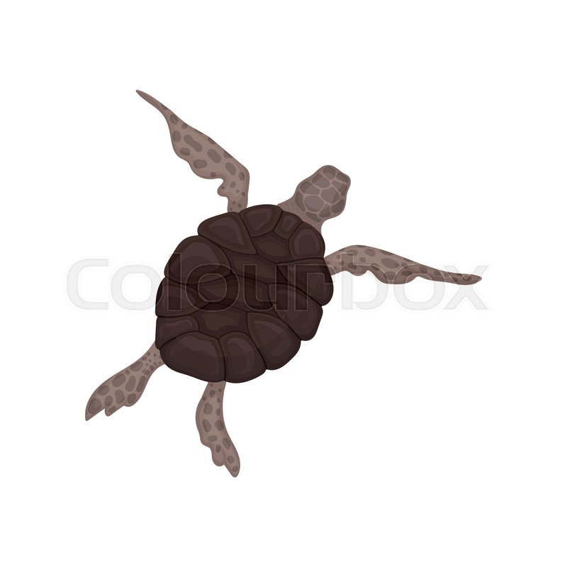 800x800 Tortoise Reptile Animal With Brown Stock Vector Colourbox