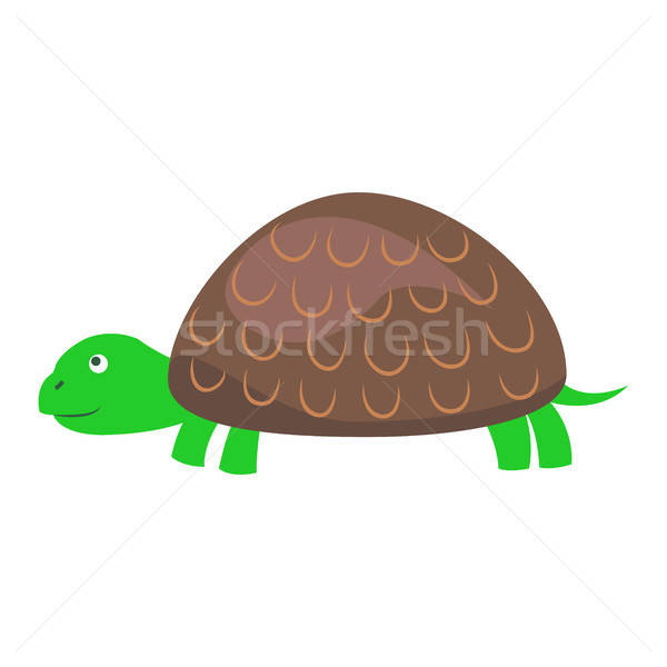600x600 Tortoise Shell Stock Photos, Stock Images And Vectors Stockfresh
