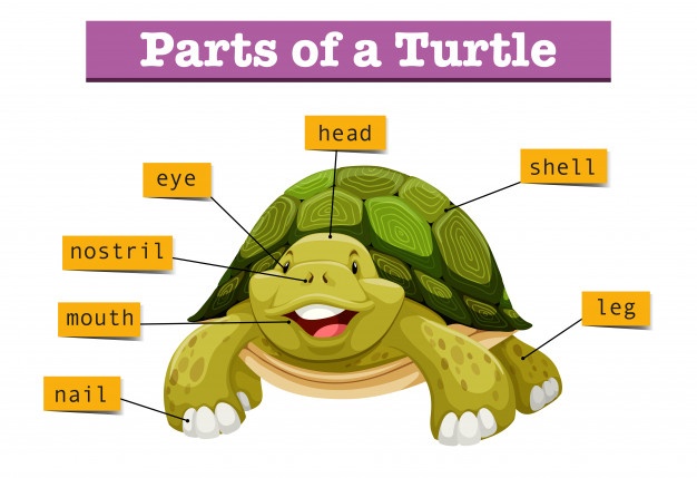 626x429 Turtle Shell Vectors, Photos And Free Download