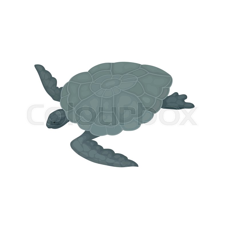 800x800 Turtle With Gray Shell, Tortoise Stock Vector Colourbox