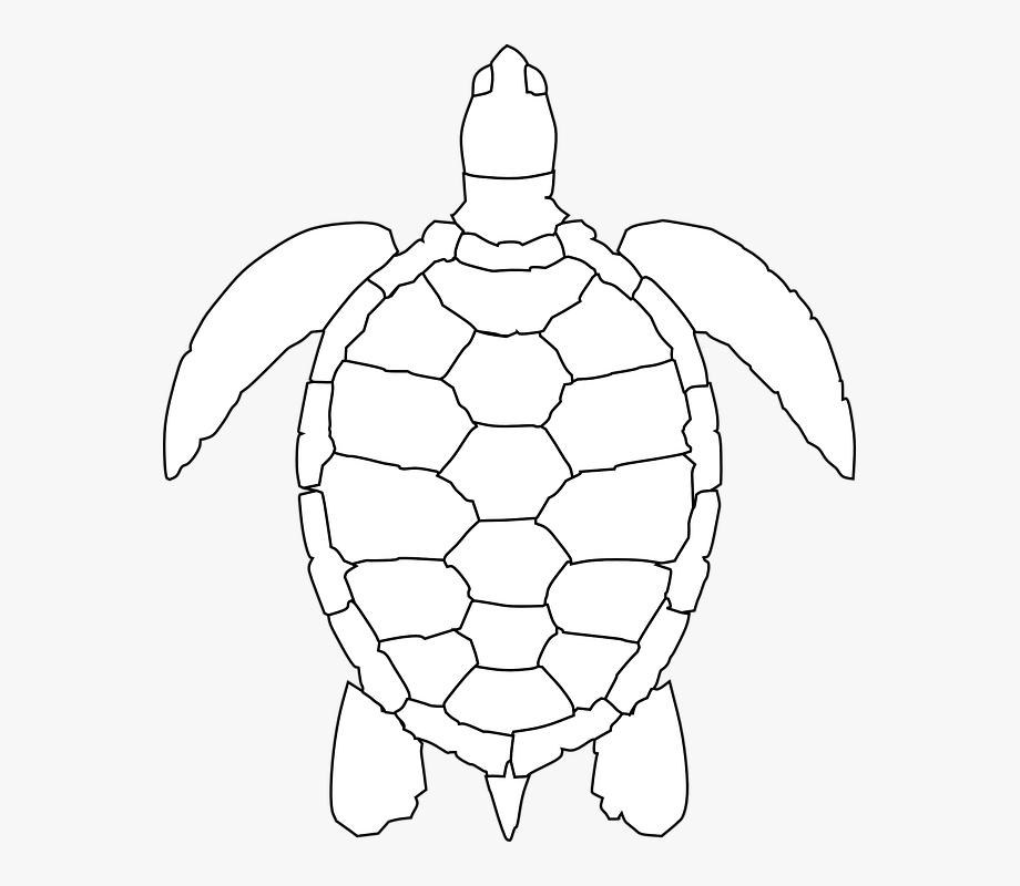 920x800 Tortoise Vector Turtle Outline