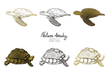 360x240 Tortoise Vector Photos, Royalty Free Images, Graphics, Vectors