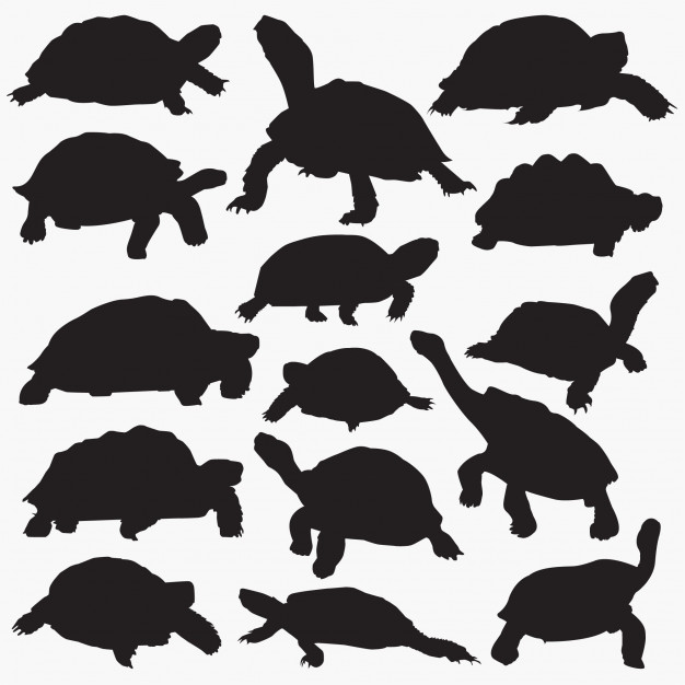 626x626 Tortoise Silhouettes Vector Premium Download