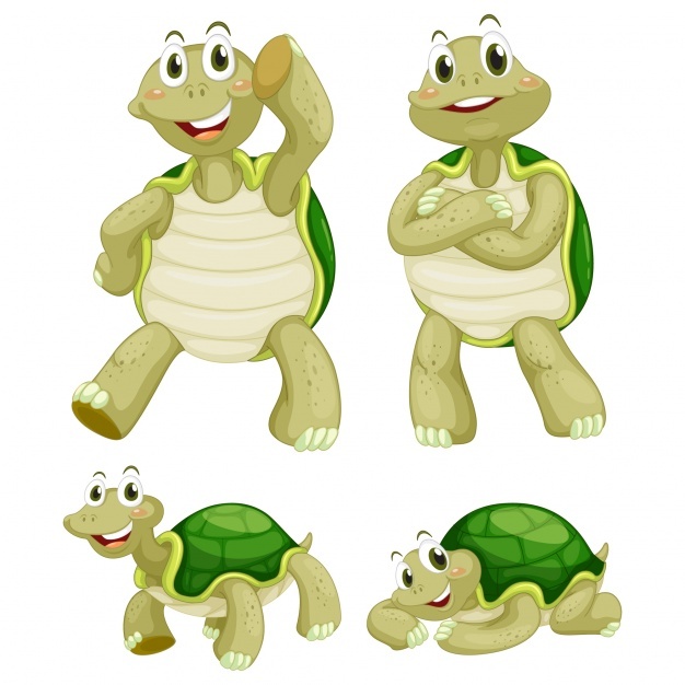 626x626 Turtle Vectors, Photos And Free Download