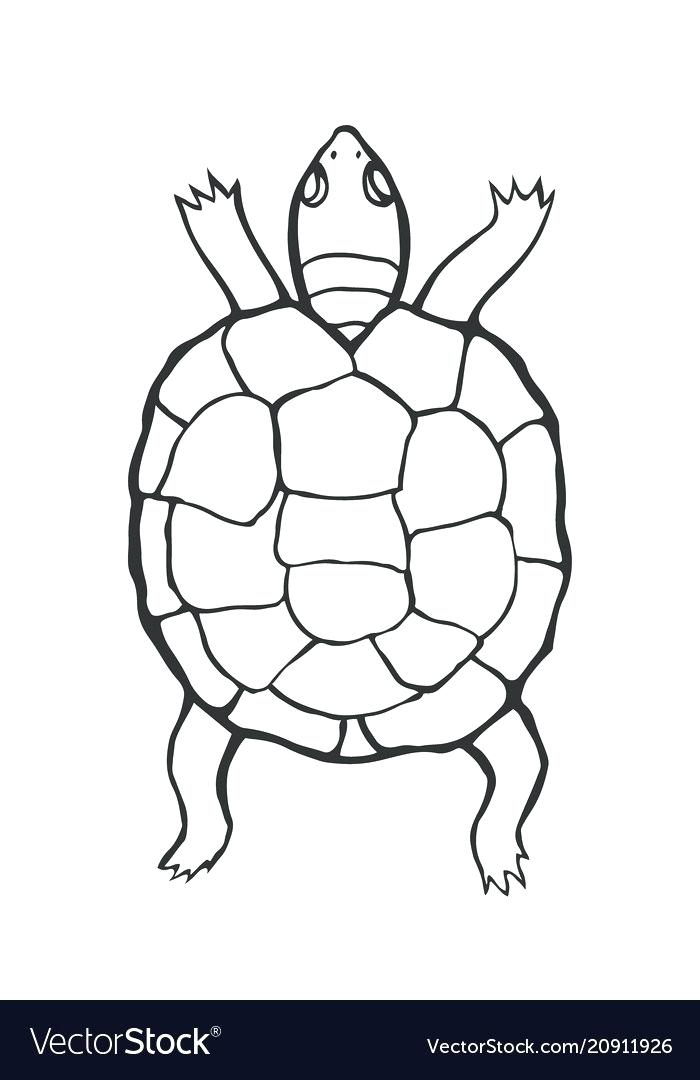 Tortoise Vector at Vectorified.com | Collection of Tortoise Vector free