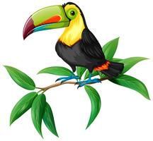 Toucan Free Vector Art 216x200 Toucan Free Vector Art