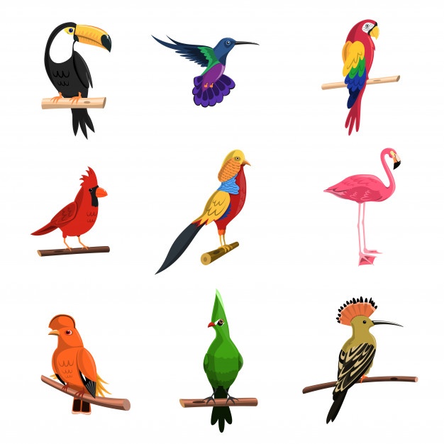 Toucan Vectors, Photos And Free Download 626x626 Toucan Vectors, Photos And Free Download