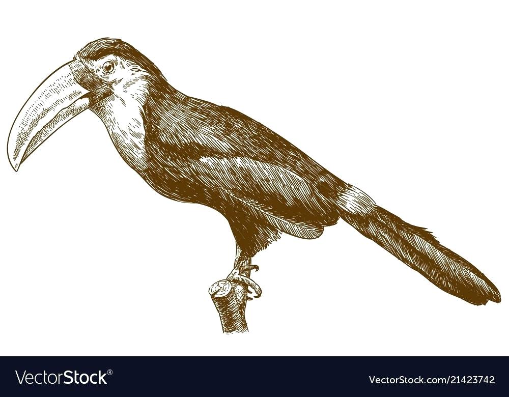 Toucan Drawing 1000x780 Toucan Drawing