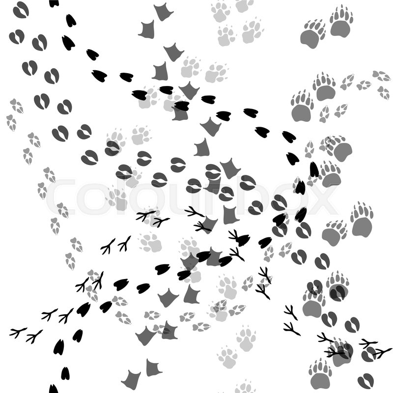 A Lot Of Animal And Bird Trace Steps Stock Vector Colourbox 800x800 A Lot Of Animal And Bird Trace Steps Stock Vector Colourbox
