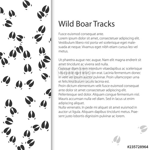 Cover Design With Traces Of Forest Animal, Trace Of A Predatory 500x500 Cover Design With Traces Of Forest Animal, Trace Of A Predatory