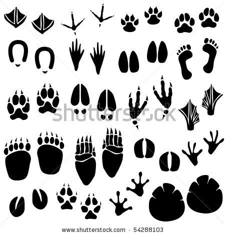450x470 Stock Vector Animal Footprint Track Vector Free